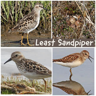 Least Sandpiper